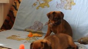 Щенки Пти Брабансон для души и разведения