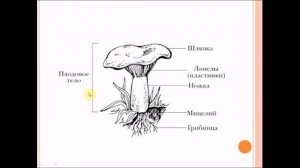 Общая характеристика грибов.Биология 5 класс.