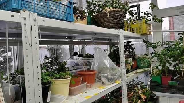 Как устроена зимняя теплица СВЕТЁЛКА? Освещение, отопление и стеллажи. смотреть онлайн