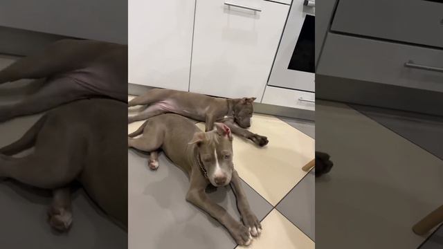 Продажа ) #голубойщенок #прайтер #питбуль #питбультерьер #pitbull #питер #продажащенков