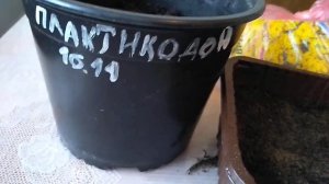 Цветок для тени.Посев семян Энотеры.