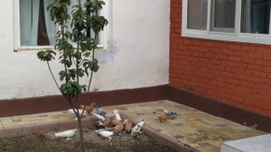 Обрезка космы голубей.