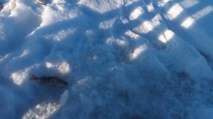 зимняя рыбалка продолжается на балансир ловля окуня