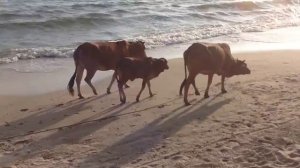 Вьетнамский пляж коровы