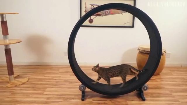 Колесо для кошек! Развлечение усатых!