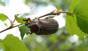Майские жуки ( Melolontha )