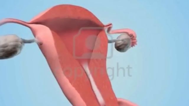 Human reproduction 3d | human reproductive system 3d | male & female reproductive system | NEET 202