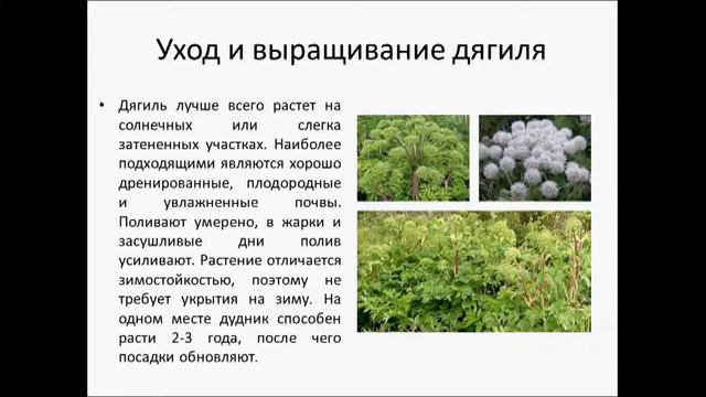 дягиль смотреть онлайн