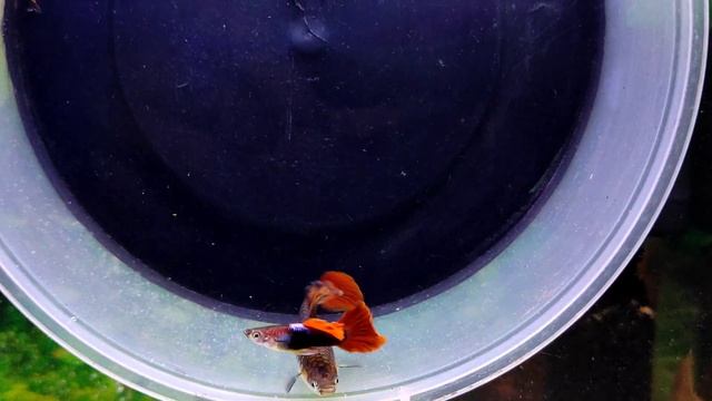 RED ROSE CAULI DORZAL NEW LINAGE // KANYAKUMARI смотреть онлайн