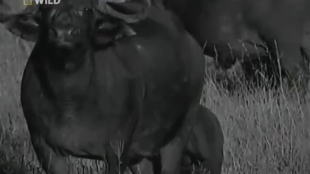 Hischnik....... смотреть онлайн