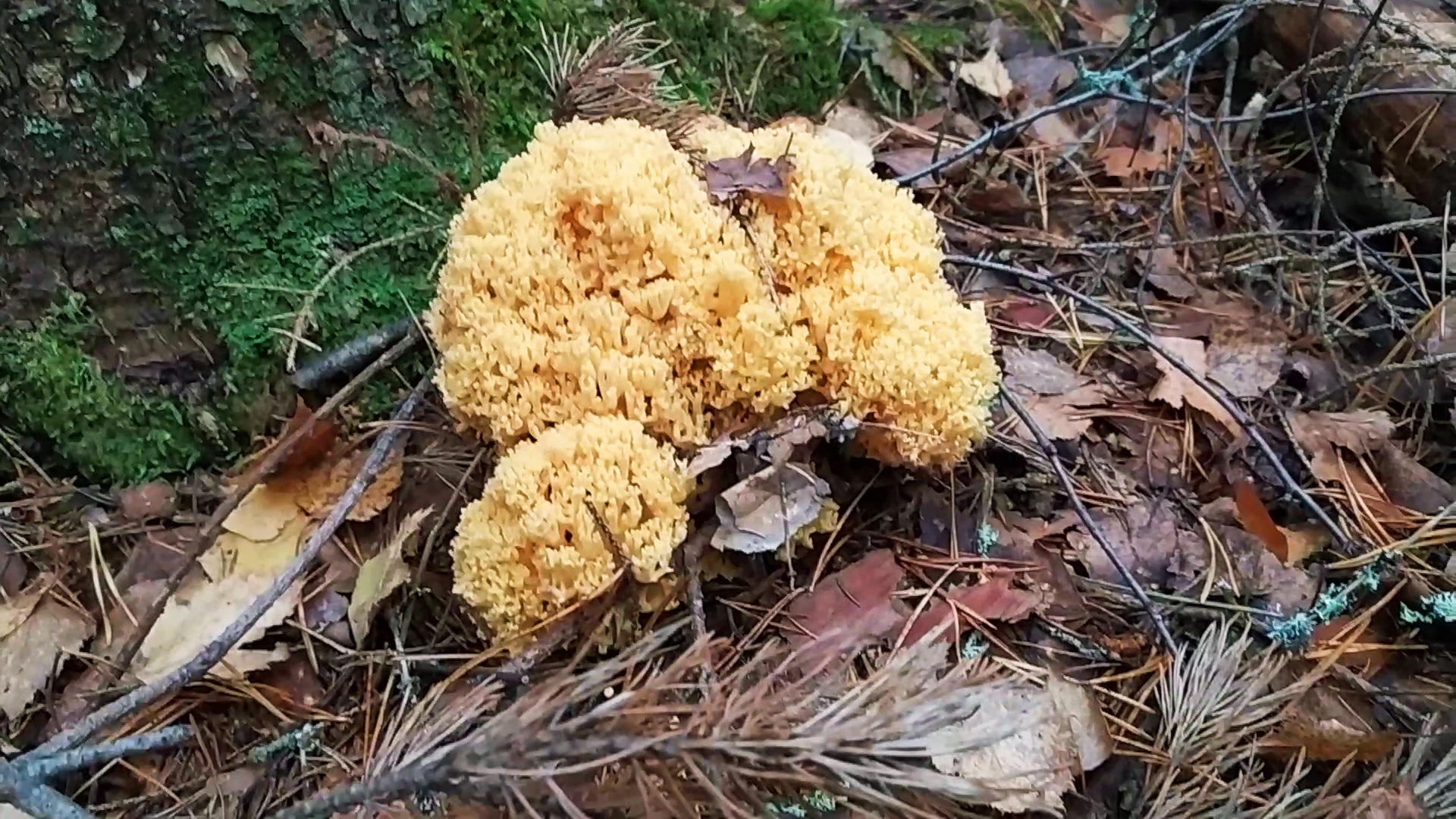 Рамария жёлтая (Ramaria flava). Как выглядит гриб на месте произрастания.