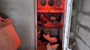 Курятник на даче: КУРЫ БЕЗ НАС ЗИМОЙ 21 ДЕНЬ