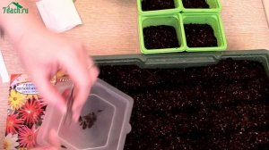 Как вырастить ОДНОЛЕТНИЕ ГЕОРГИНЫ из семян - 7 дач