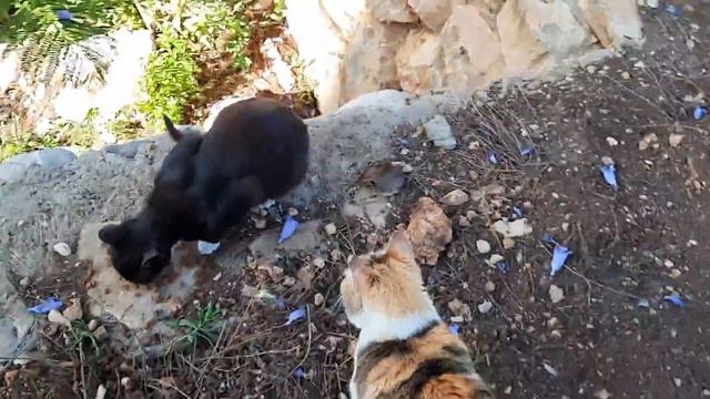 #кошки предпочитают танцульки смотреть онлайн