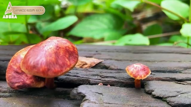Support to remove perennial melasma quickly. Thanks to extracts from Ganoderma lucidum, ginseng