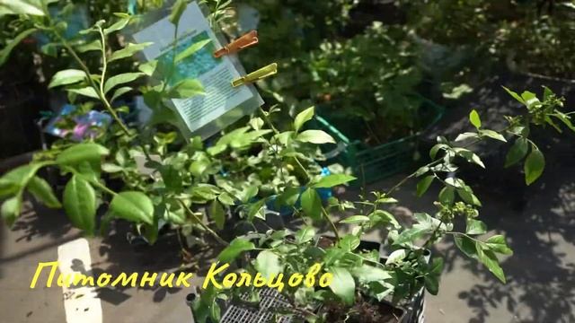 Голубика Норт Блю 3 года — саженцы из питомника Кольцово смотреть онлайн