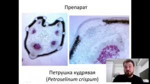 Региональный этап 2022–2023 уч.г. Биология. 10 класс. Разбор заданий практического тура. Ботаника