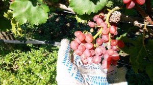 20160902 Виноград Кишмиш Ассоль