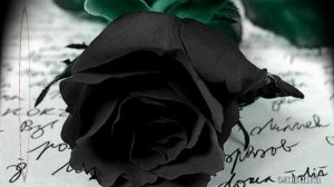 ЧЕРНАЯ РОЗА .исп. ВИКТОР ЛЕКАРЬ.