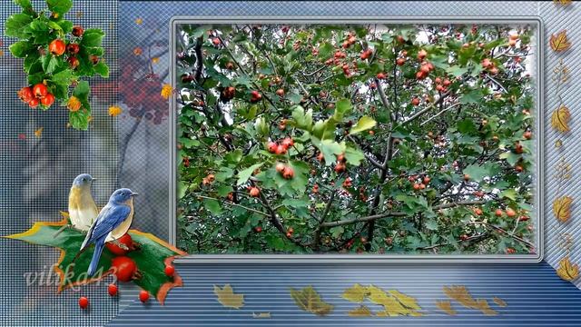 Здравствуй золотая осень   Hello  Autumn видео  Стихи про Осень Самое красивое видео про осень