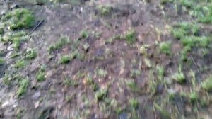 Металлоискатель Пират 18000р.За один коп.