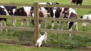 Стадо коров на пастбище-коровы бегут-звук коровы-корова мычит-farm animals