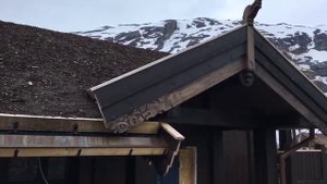 Газон на скатной крыше в Норвегии. Показывает Сергей Домогацкий