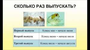 Как оживить и расселить трихограмму | График выпуска | Подробная видеоинструкция