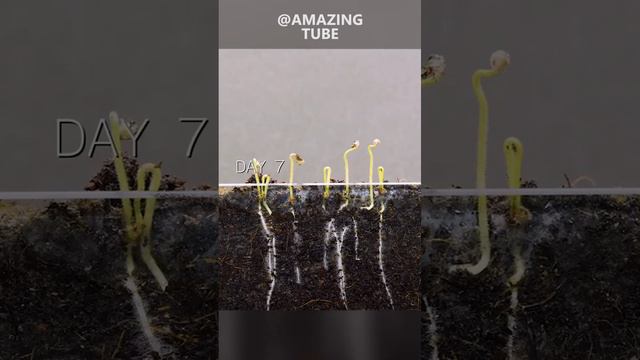 Growing tomato plants #timelapse