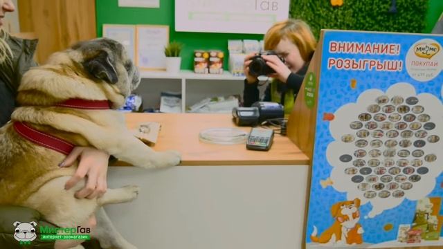 Великолепные фото наших клиентов: зоомагазин Мистер Гав смотреть онлайн