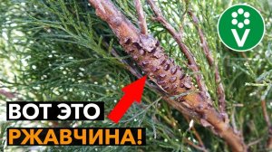 СПАСИТЕ ГРУШУ от ржавчины! Обработка груши и можжевельника весной