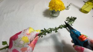КАК ВЫРАСТИТЬ КРУПНОЦВЕТКОВУЮ ХРИЗАНТЕМУ ИЗ ЦВЕТКА В КУСТ!?!🌼🌸🌺