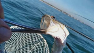 Рыбалка на Чёрном море 2018г. с лодки у берегов Евпатории ласкирь, барабуля, ставрида и дракончик.
