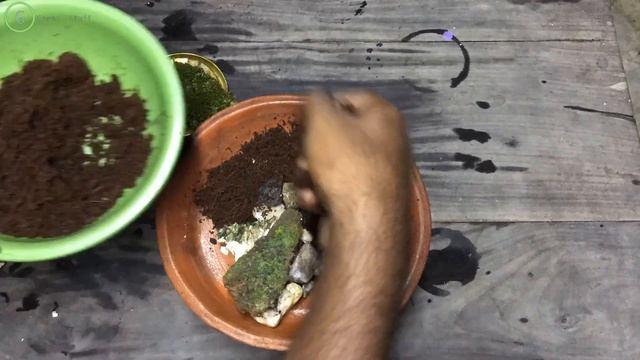 DIY Growing Moss Art garden in a pot (Satisfying Terrarium Art) // GreenStuff (A Garden Cat) EP03 смотреть онлайн