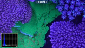 Tested: Get the BEST Coral Coloration in Your Reef Tank With the Right Spectrum.