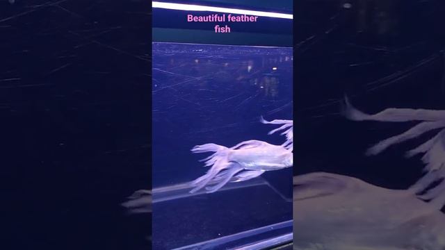 most beautiful feather fish|in aquarium