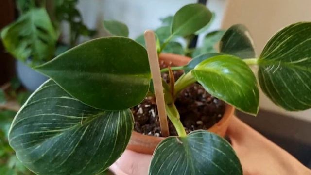 Обзор Комнатных Растений | В гостях у друзей канала Jungle Lab смотреть онлайн