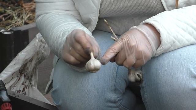 САЖАЕМ ЧЕСНОК БУЛЬБОЧКАМИ И ДРУГИМИ СПОСОБАМИ!