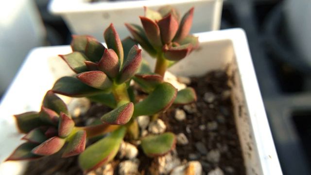Echeveria 'Supia' 多肉植物特寫 森之妖精 смотреть онлайн