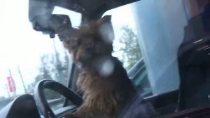 крепче за баранку держись шофёр