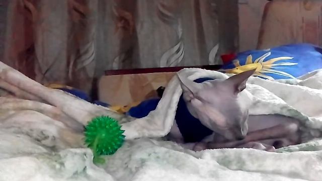 в каком возрасте котёнка канадского сфинкса отлучают от мамы кошки