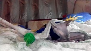 в каком возрасте котёнка канадского сфинкса отлучают от мамы кошки