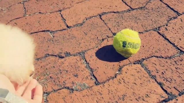 Померанский цверг шпиц мини смотреть онлайн