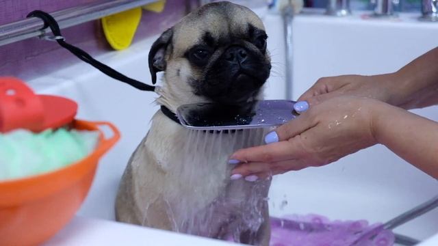 Щенок мопса.Особенности ухода.Груминг. смотреть онлайн