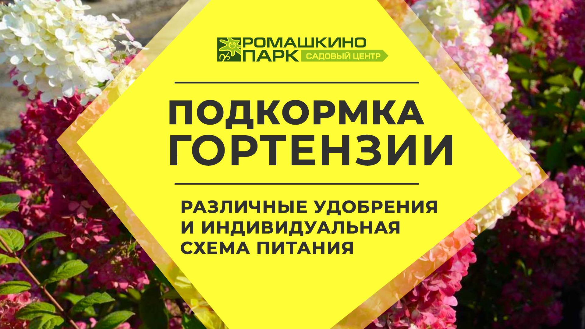 Удобрение для гортензий: готовые смеси и индивидуальная схема питания