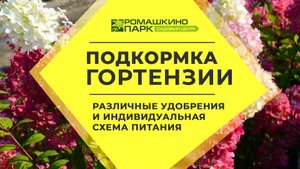 Удобрение для гортензий: готовые смеси и индивидуальная схема питания