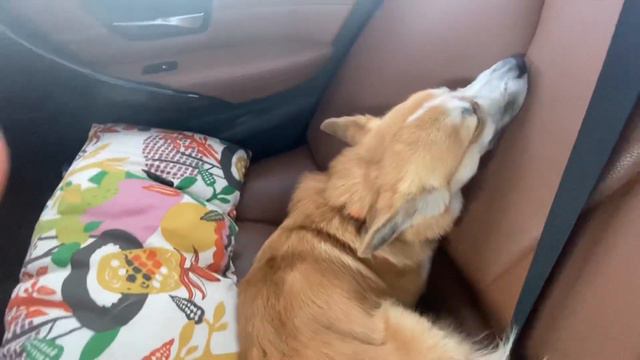 ЧЕМ занять СОБАКУ в Машине? / ДАЧНЫЙ СЕЗОН🌿 / VLOG 🏠🐶 смотреть онлайн