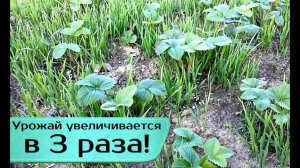Опытные садоводы сеют осенью под клубнику этот сидерат и не поверите клубники вырастает пропасть!
