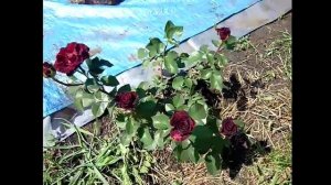 Розы чайно гибридные. Мои ошибки при выращивании роз. Роза чайная