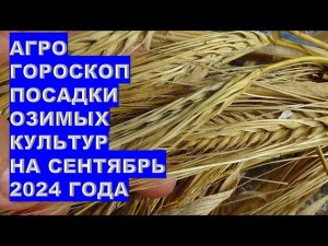 Агрогороскоп посева семян озимых культур в сентябре 2024Agrohoroscope for sowing winter crop seeds i